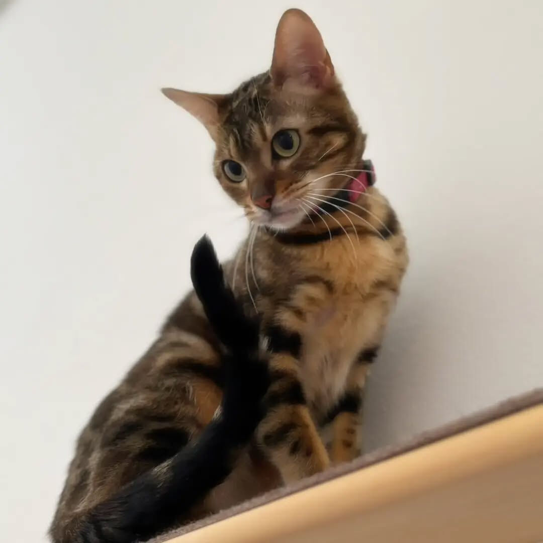 我が家の猫ちゃん🐈️