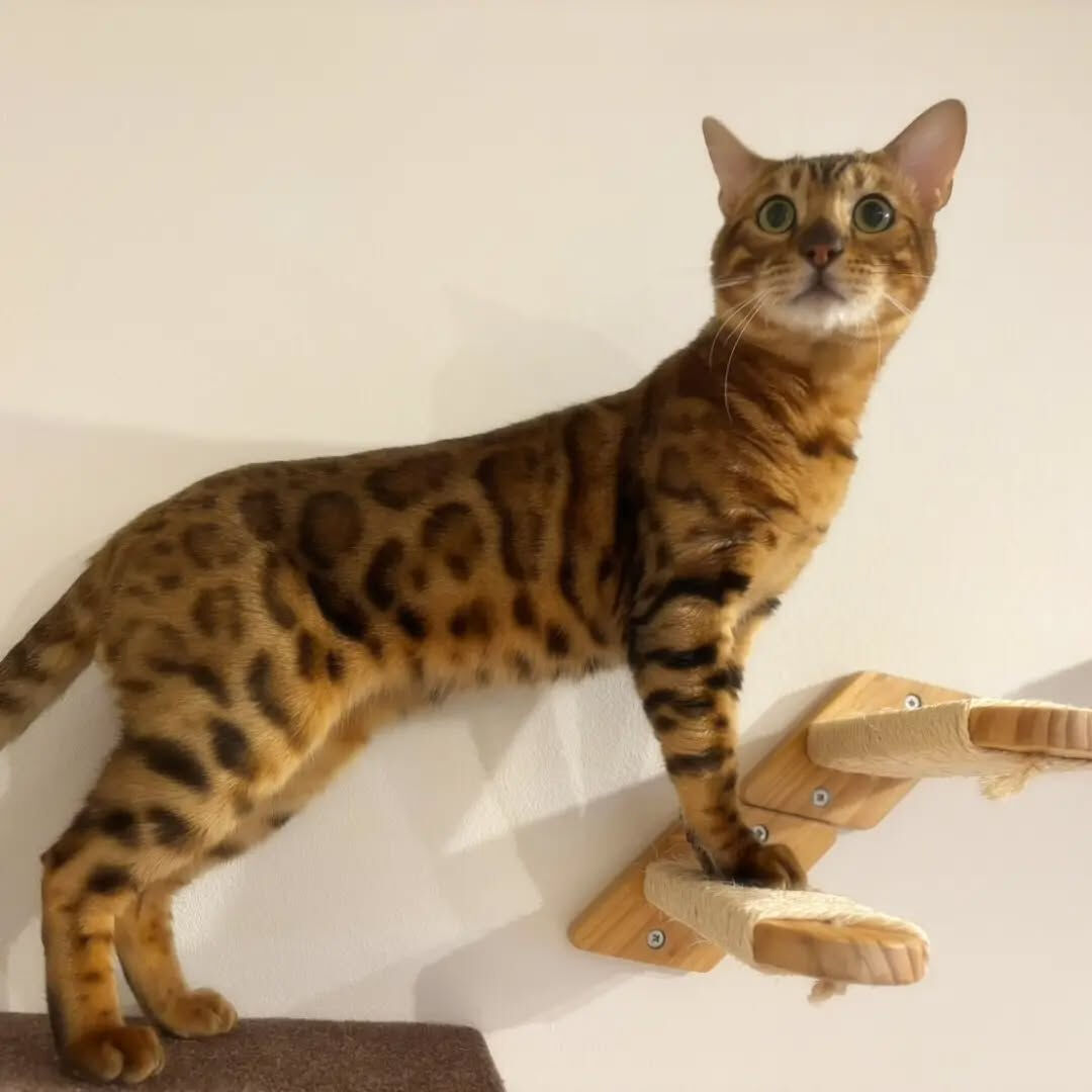 我が家の猫ちゃん🐈️