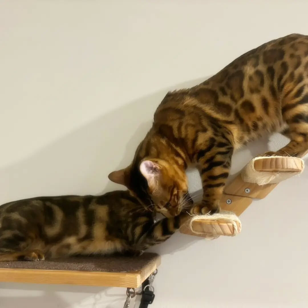 我が家の猫ちゃん🐈️