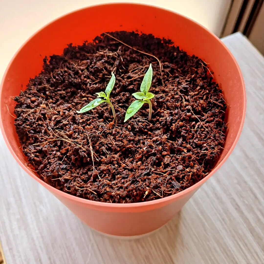 辛党なので🌶️