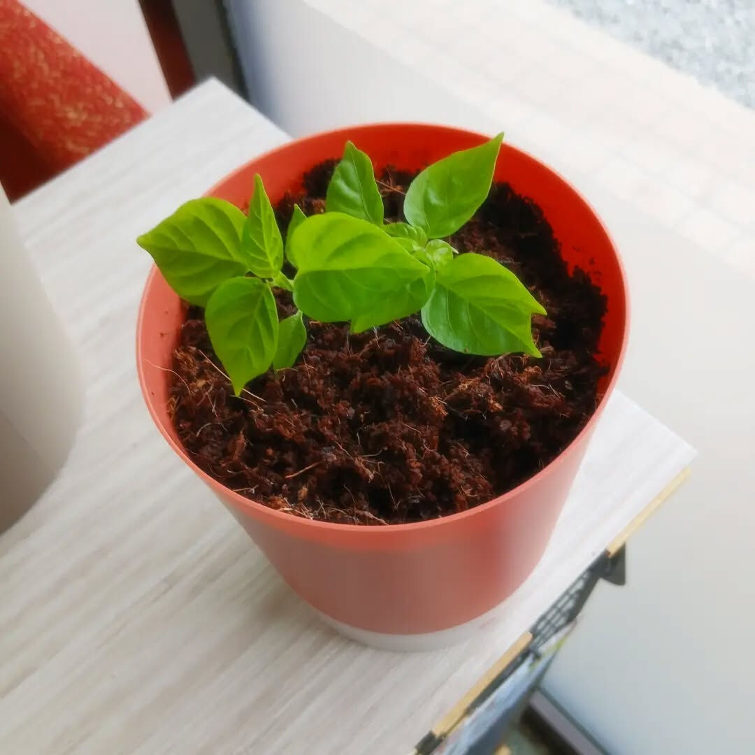 ハバネロ成長日記②🌶️