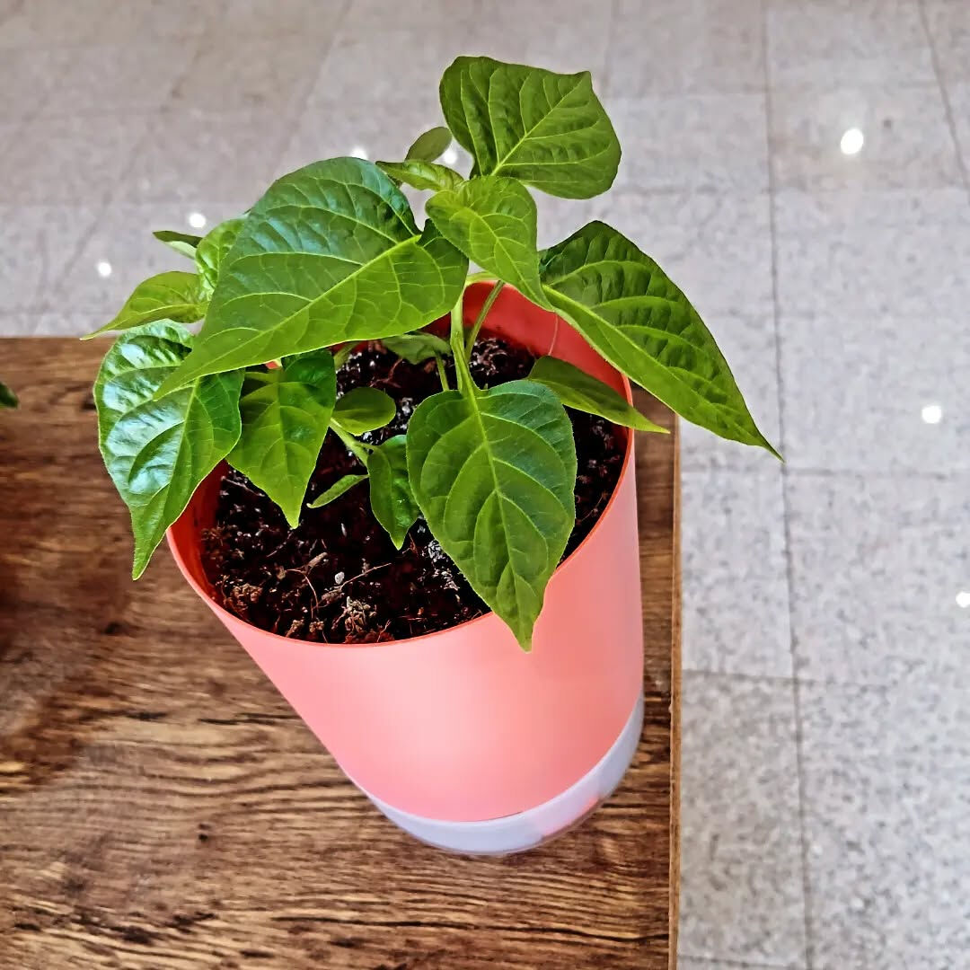 ハバネロ成長日記③🌶️
