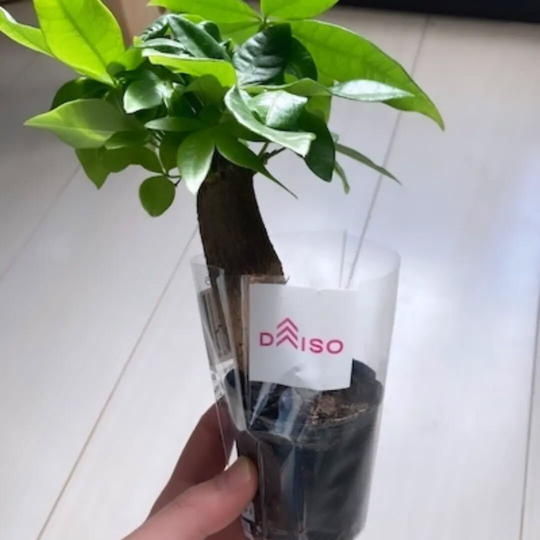 ダイソーで300円で買ったパキラ！
